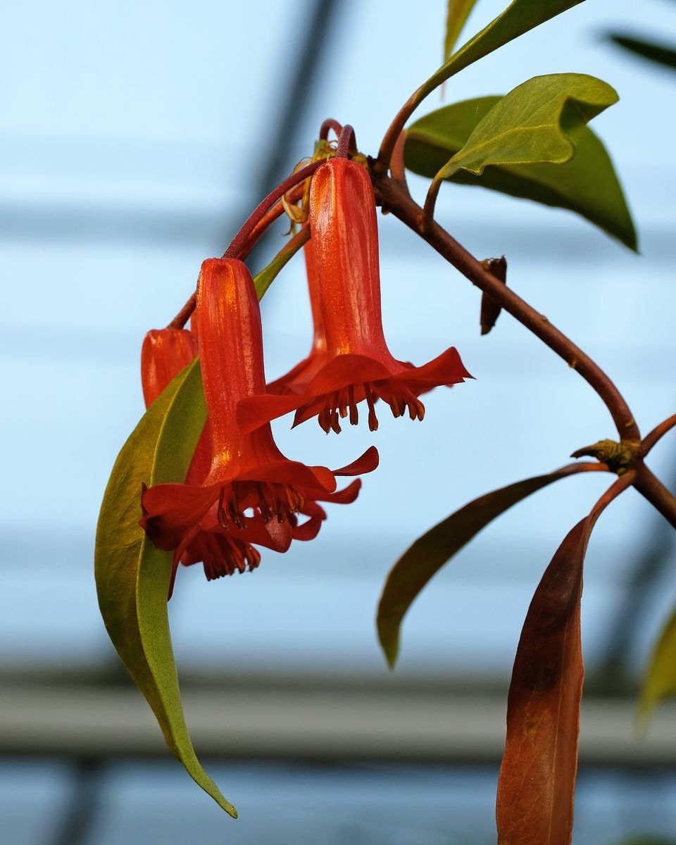 Rhododendron leptobrachion flower