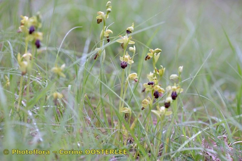 Ophrys funerea habit