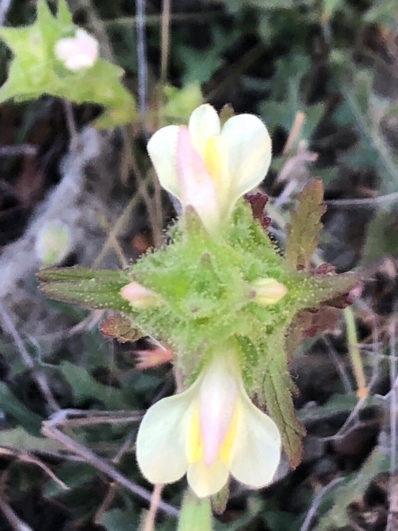 Bellardia trixago flower