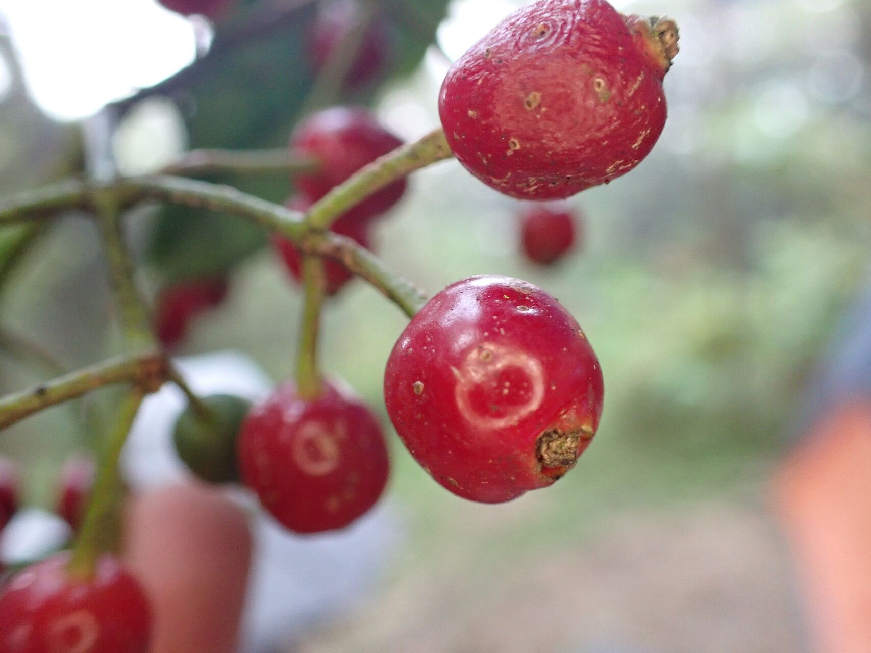 Psychotria nubicola fruit