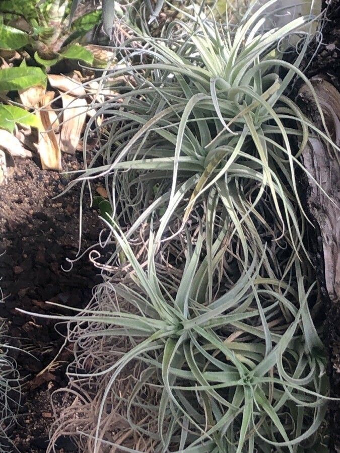 Tillandsia leonamiana — houseplant care guide