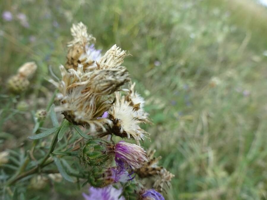 Centaurea stoebe fruit