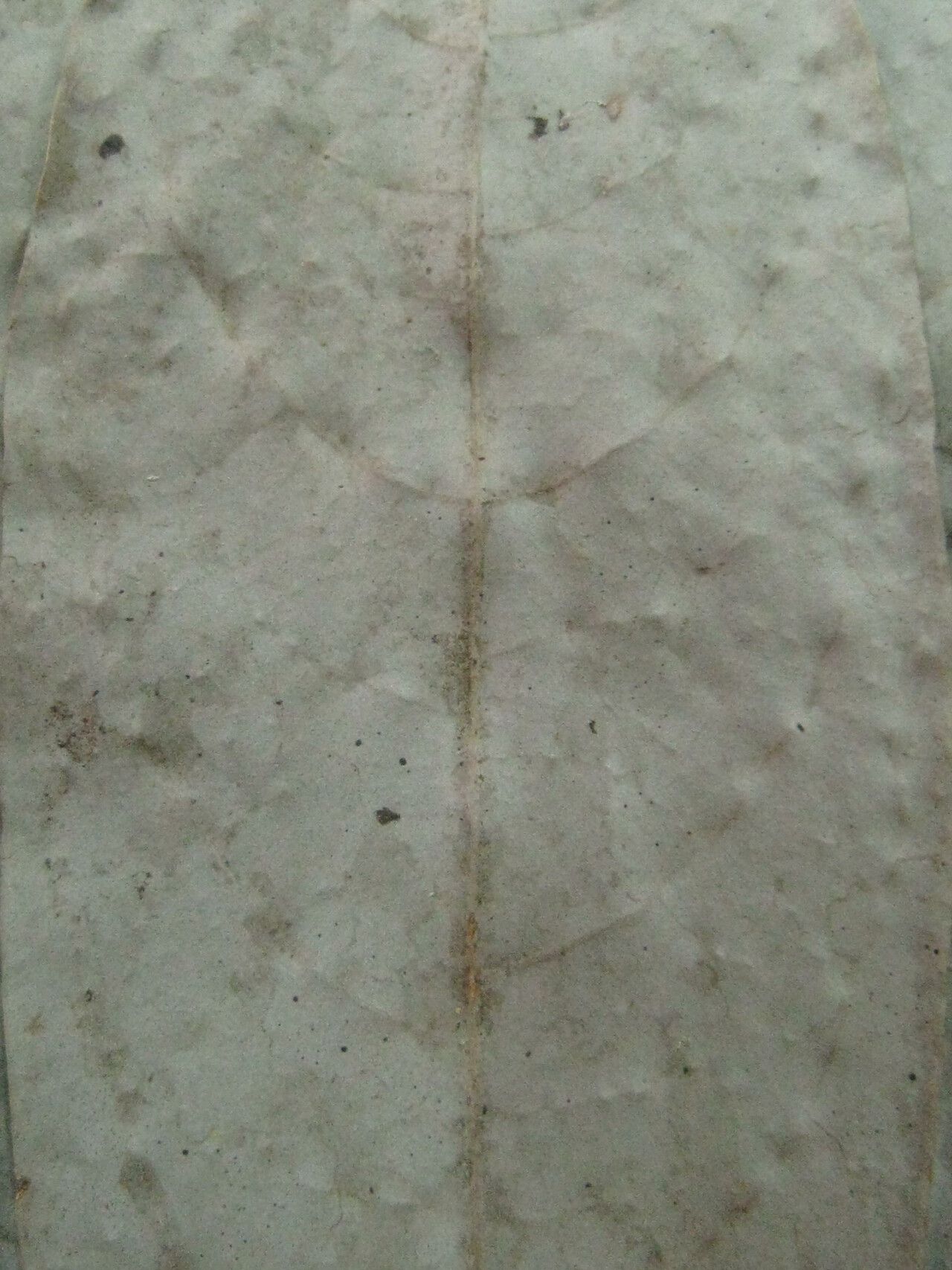 Aniba citrifolia other