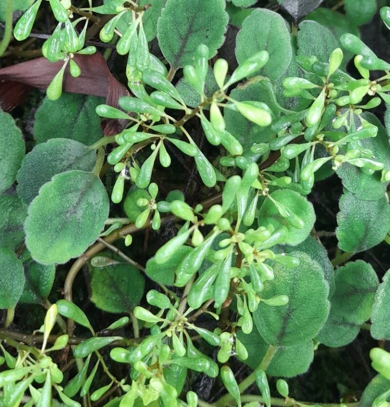 Pilea nipensis other