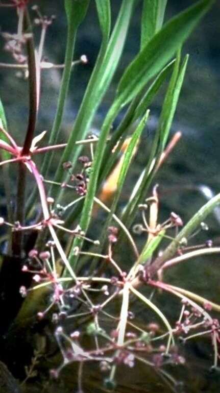 Alisma gramineum fruit