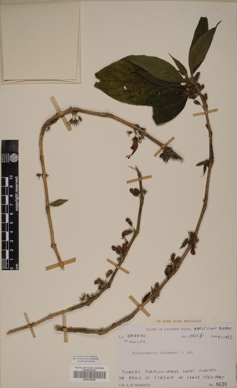 Phlogacanthus pubinervius other