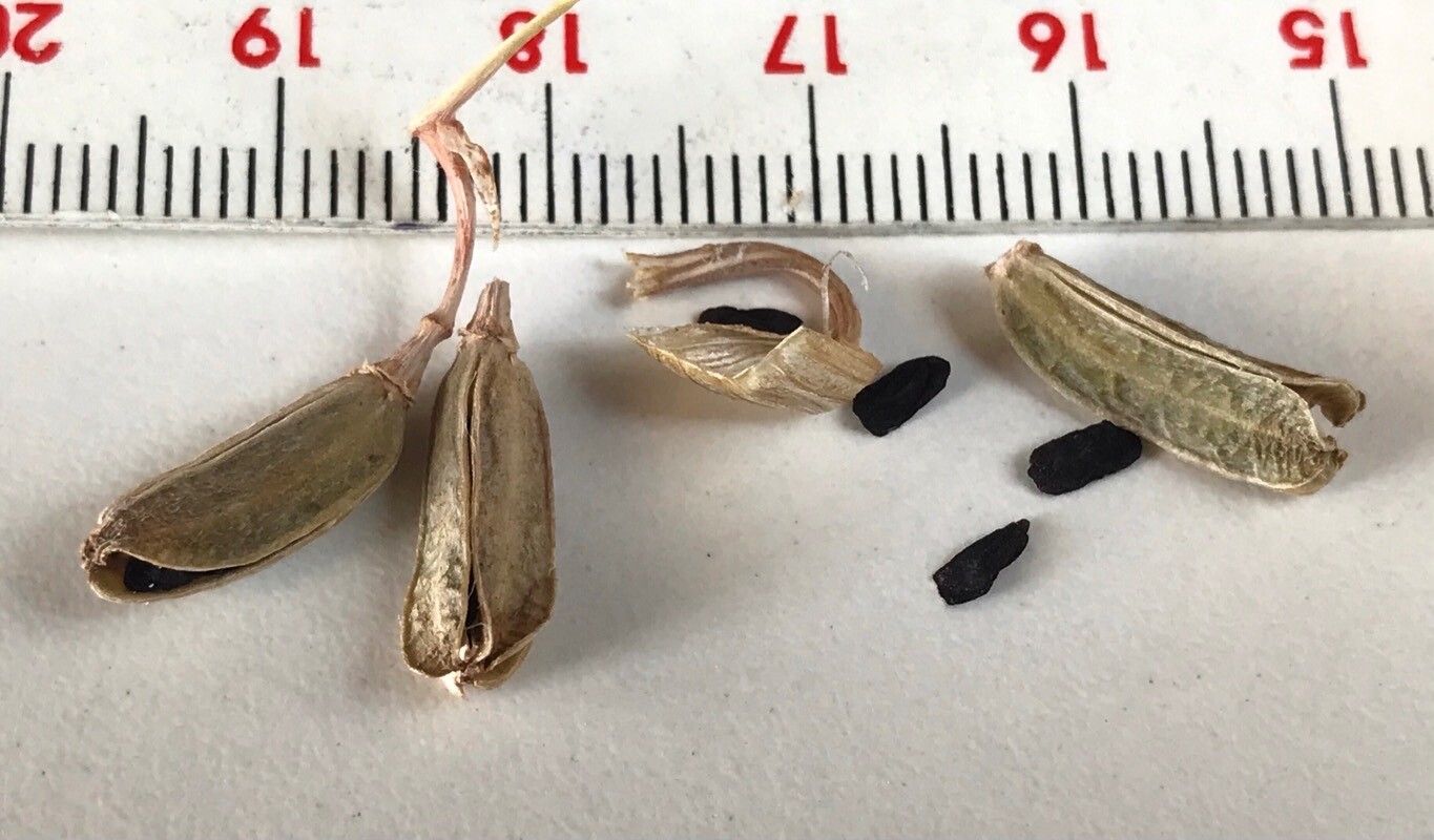 Gasteria obliqua fruit