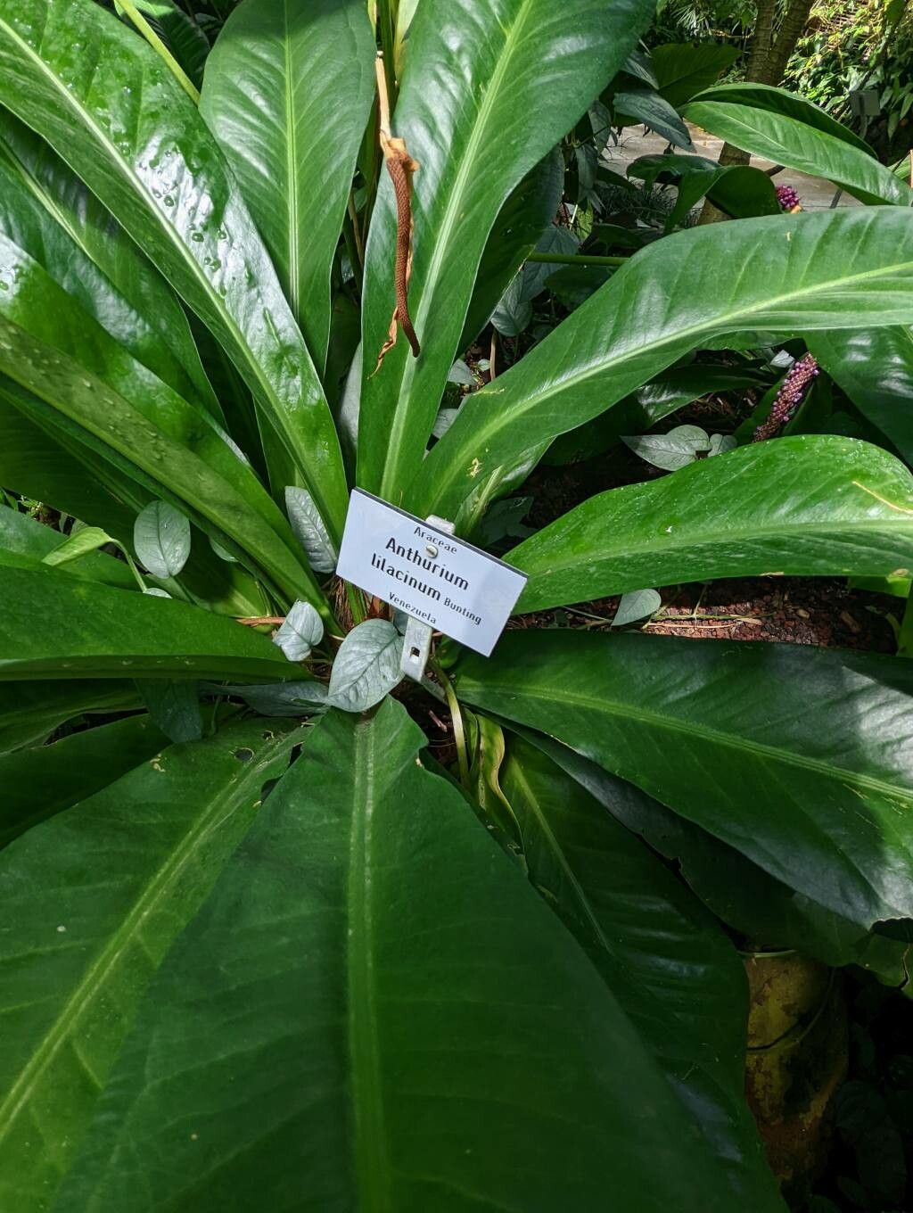 Anthurium lilacinum leaf
