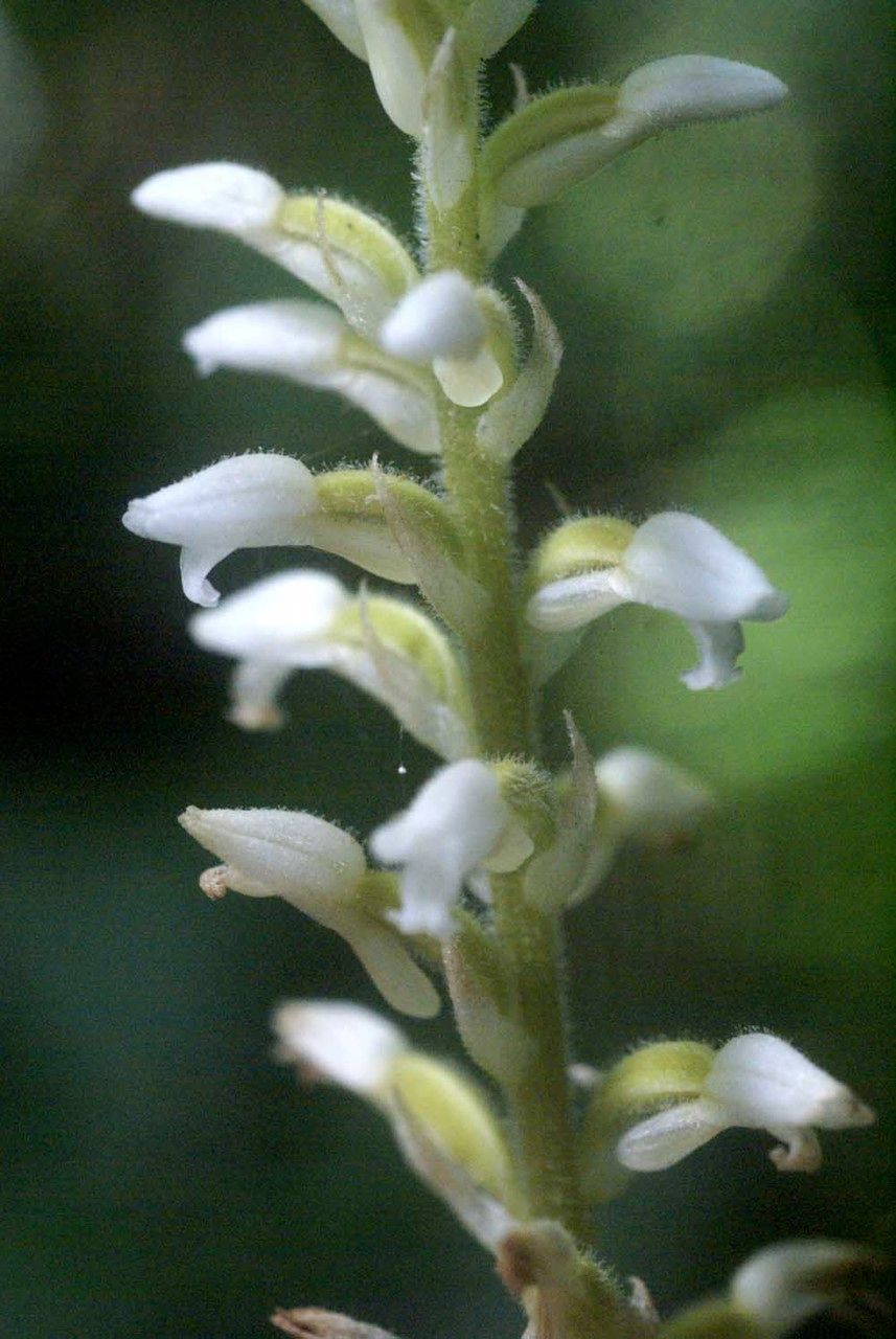 Microchilus plantagineus — houseplant care guide