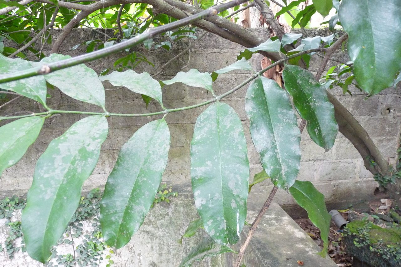 Picralima nitida leaf