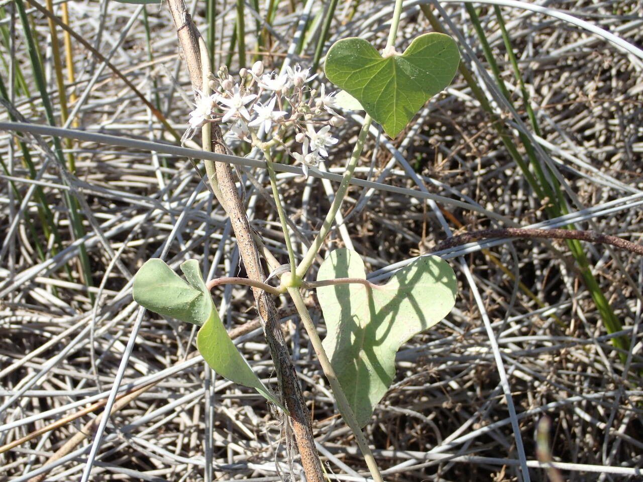 Cynanchum acutum leaf