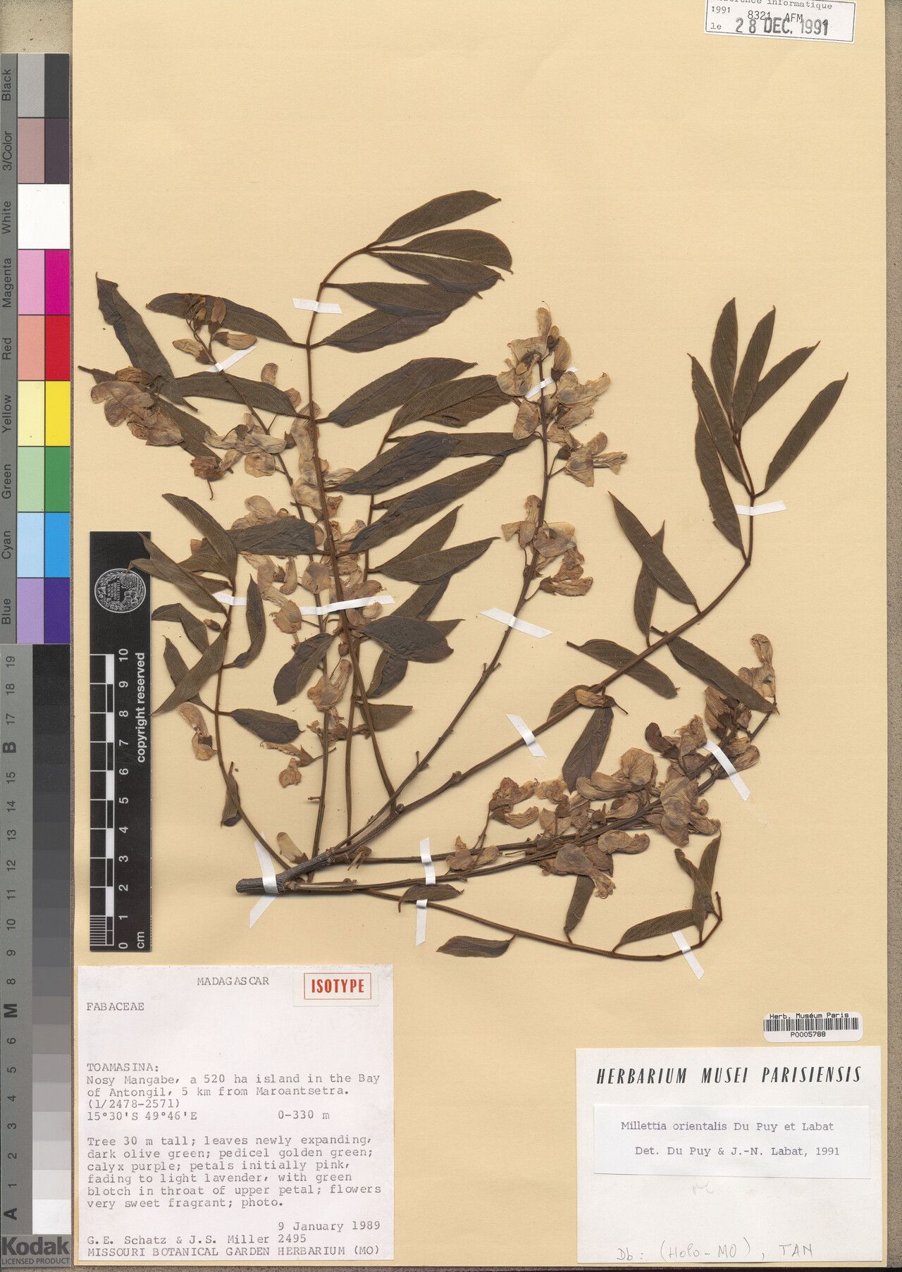 Millettia orientalis — houseplant care guide