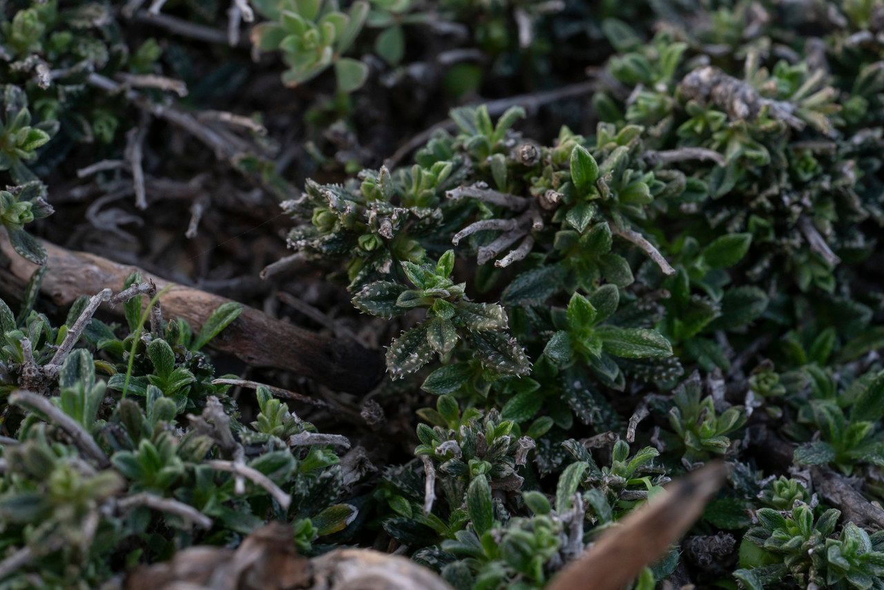 Lithodora hispidula leaf