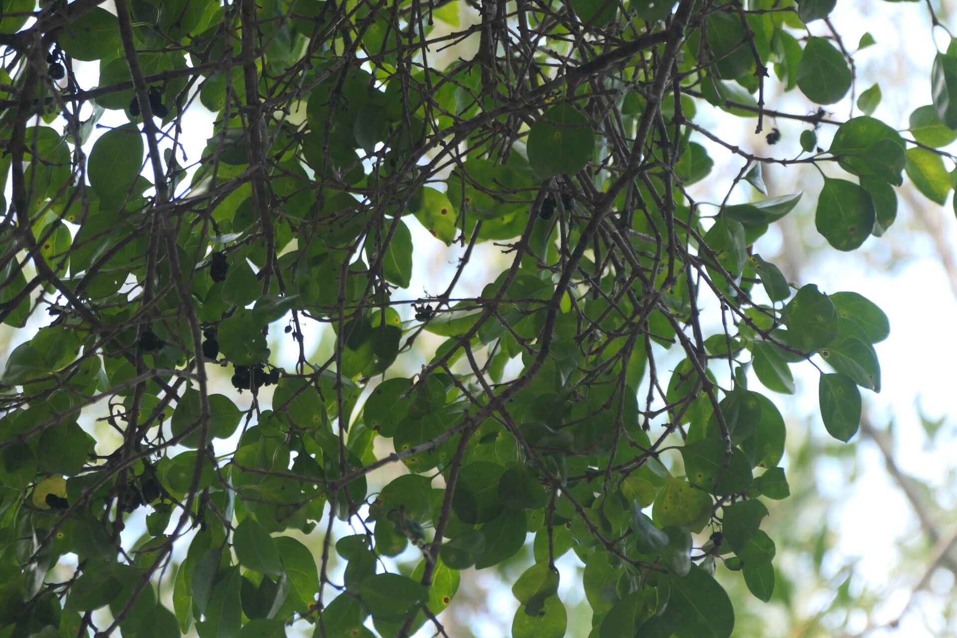 Canthium inerme — houseplant care guide