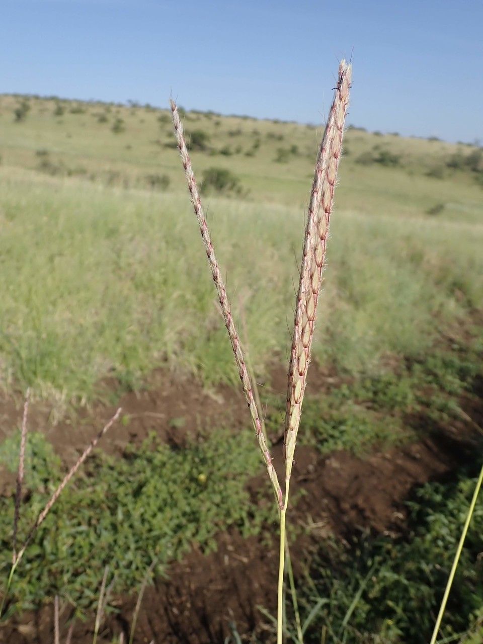Ischaemum afrum habit