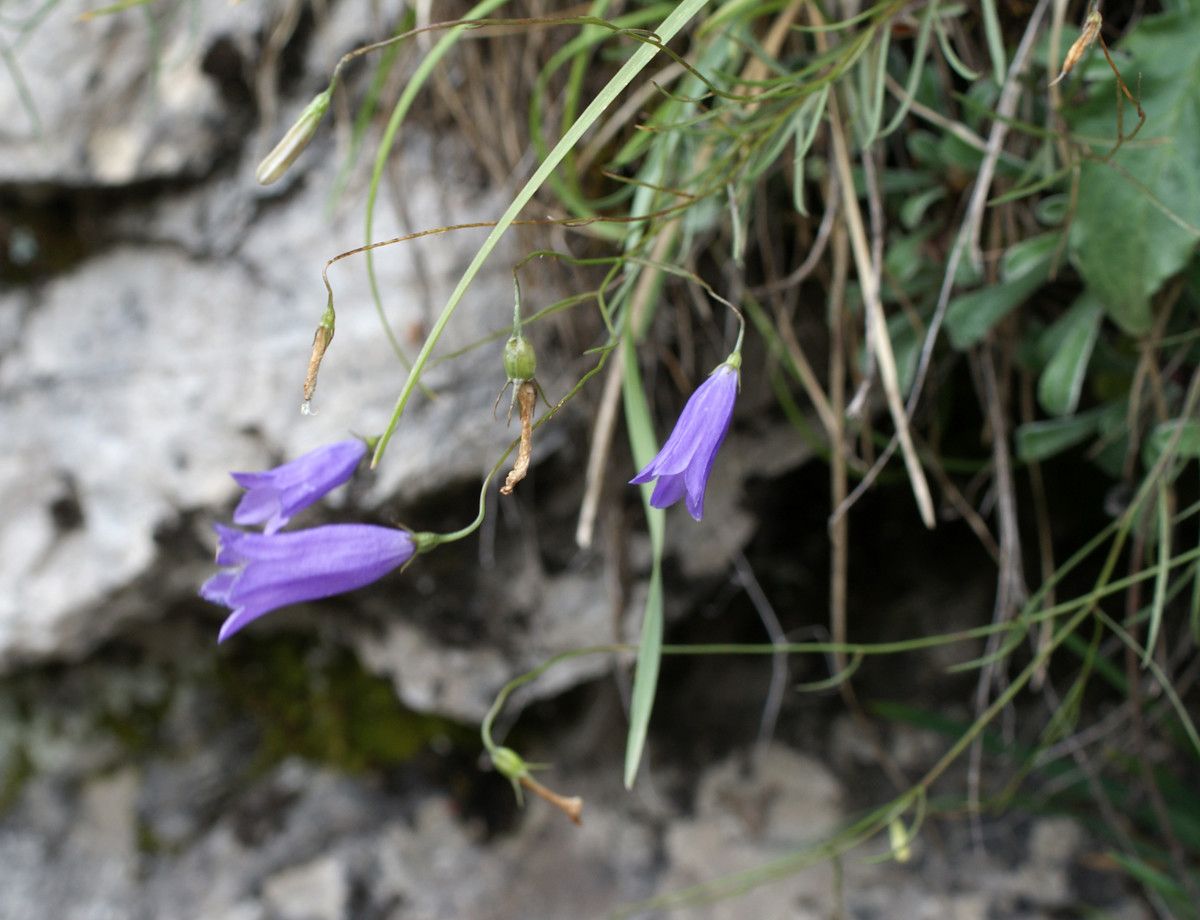 Campanula stenocodon habit