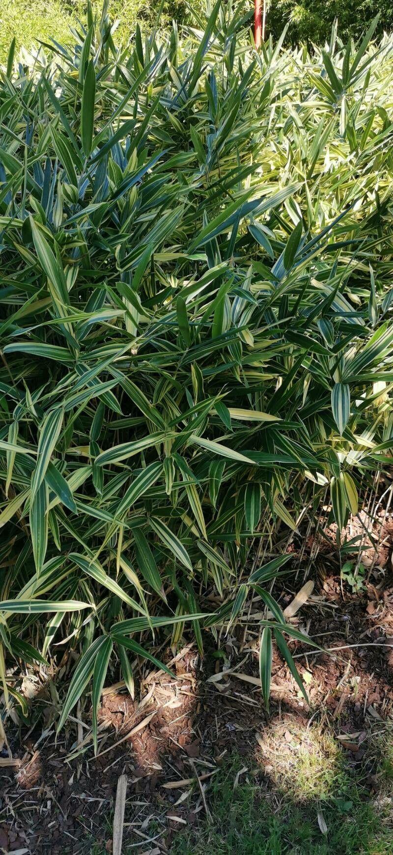 Sasaella masamuneana habit