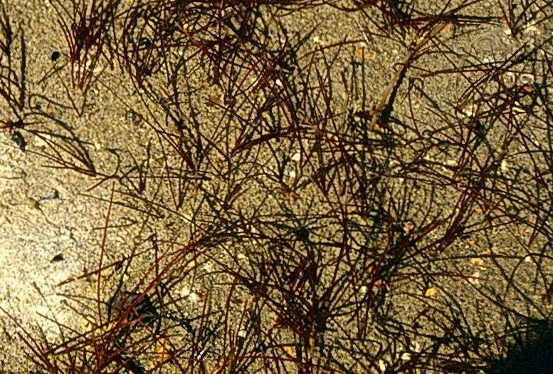 Ruppia filifolia — related species from the same genus