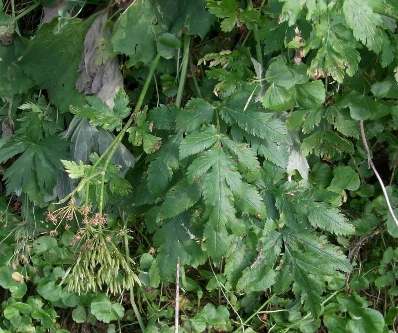 Chaerophyllum elegans — search result for 'Switzerland'