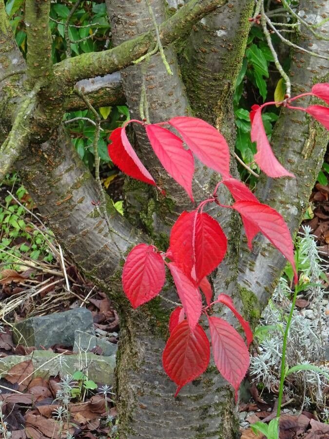 Prunus sargentii bark