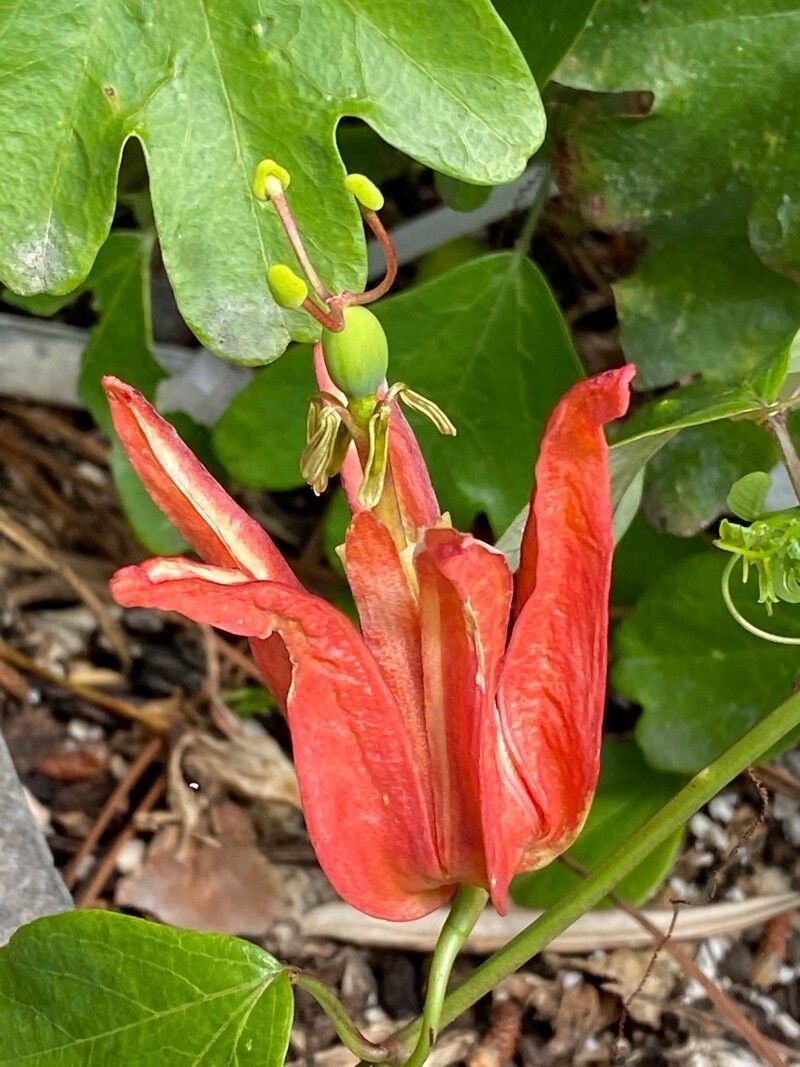 Passiflora aurantia flower
