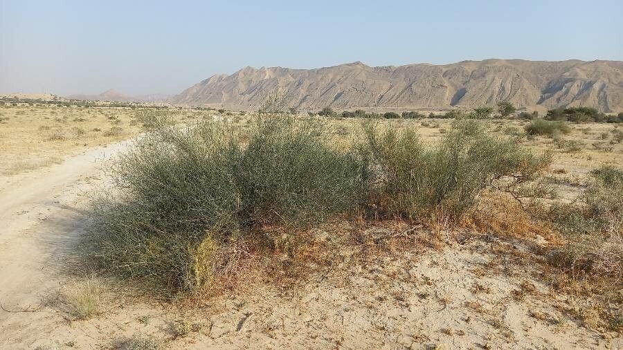 Calligonum comosum habit