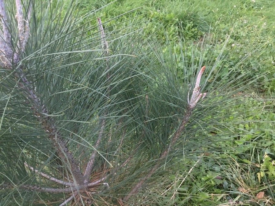 Pinus sabiniana — search result for 'Pinus'