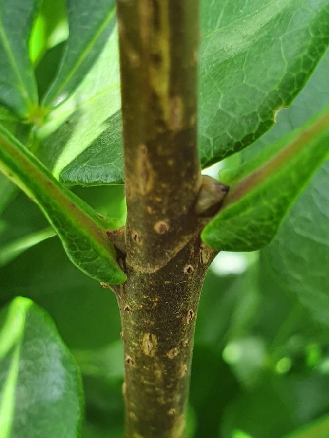 Schrebera alata bark