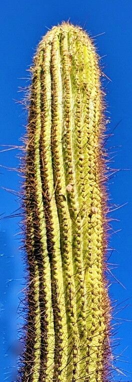 Leucostele atacamensis leaf