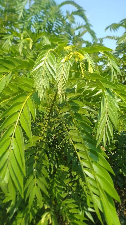 Cassia leptophylla — search result for 'Cassia'