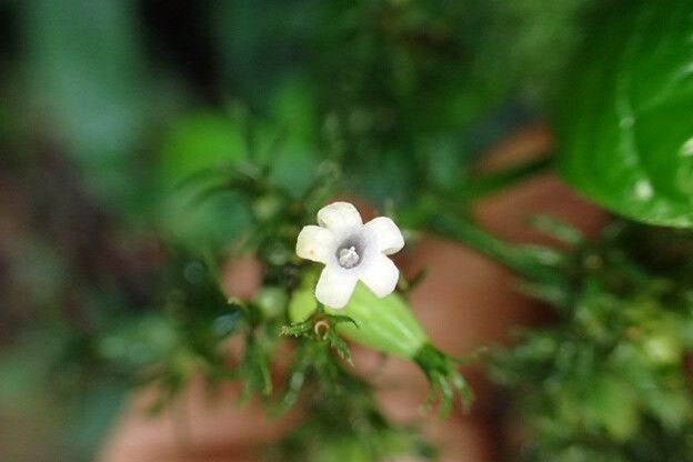 Psychotria ebensis flower