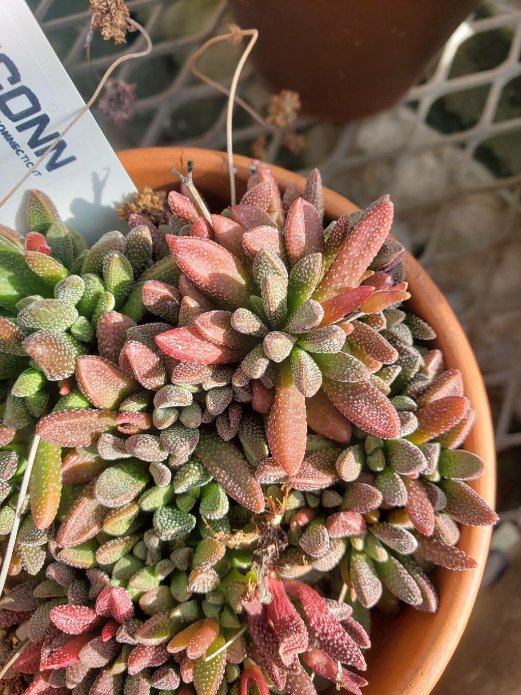 Crassula fragarioides — houseplant care guide