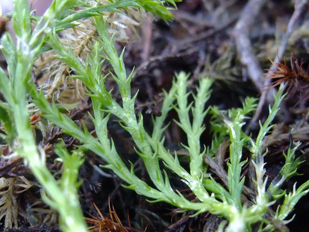 Diphasiastrum oellgaardii habit