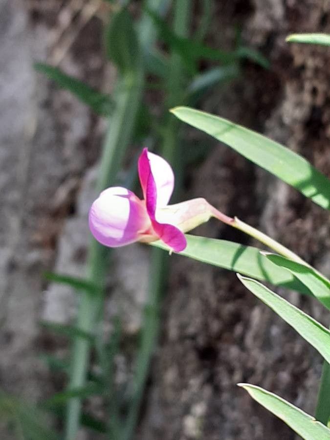 Lathyrus clymenum flower