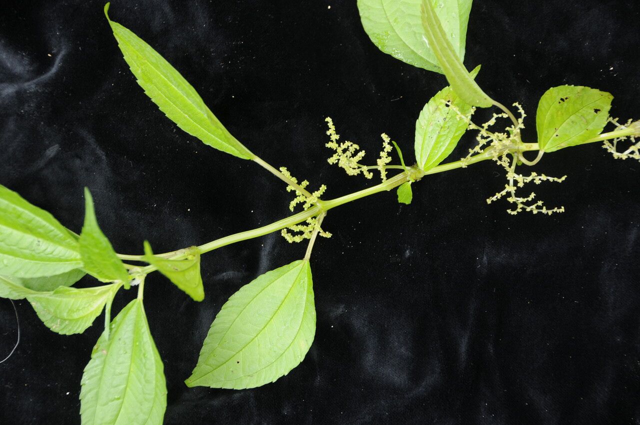 Pilea bracteosa — search result for 'Pilea'