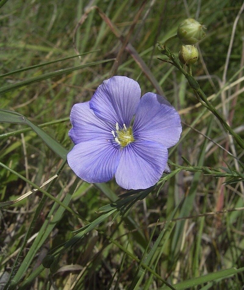 Linum austriacum flower