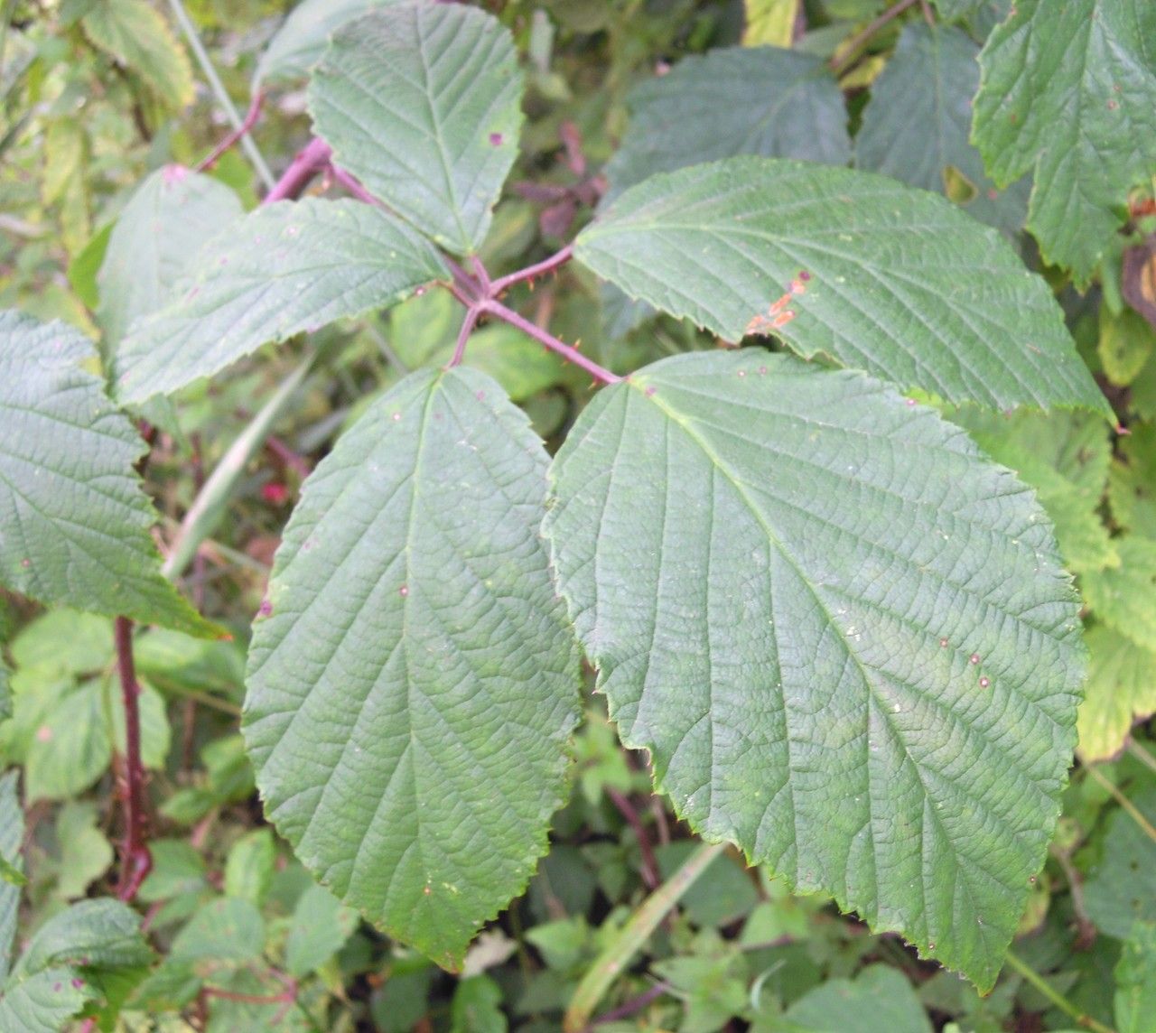 Rubus rudis leaf