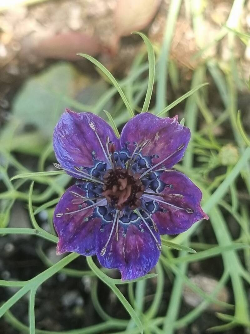 Nigella papillosa flower