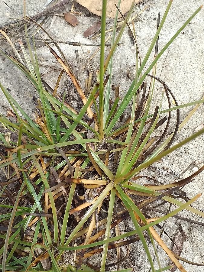 Fimbristylis dichotoma — search result for 'Cyperaceae'