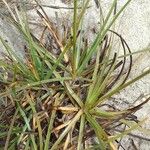 Fimbristylis dichotoma