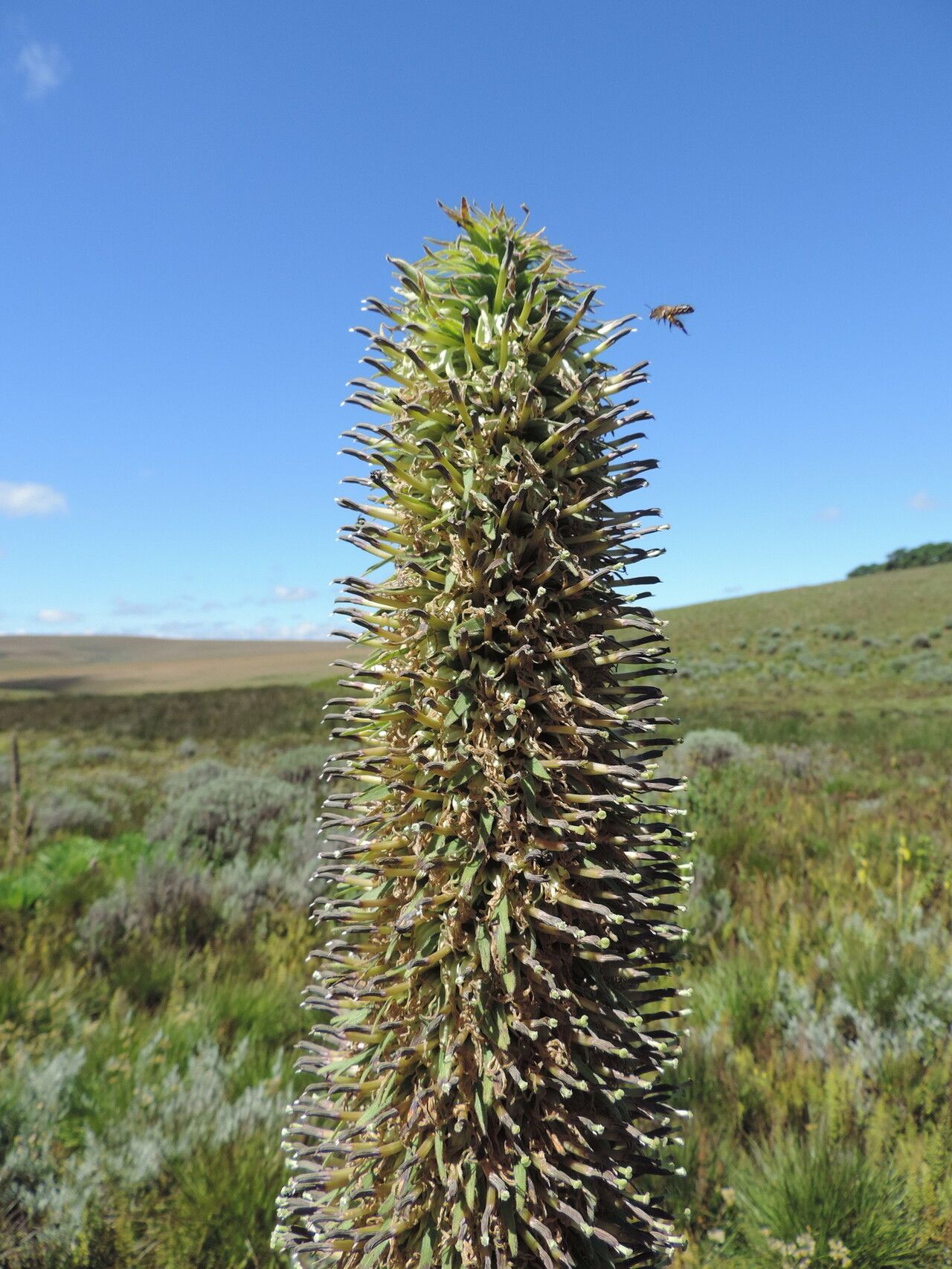 Lobelia mildbraedii flower