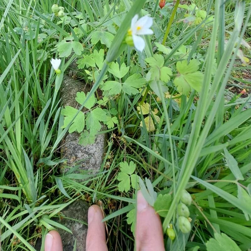 Sisyrinchium albidum