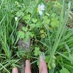 Sisyrinchium albidum