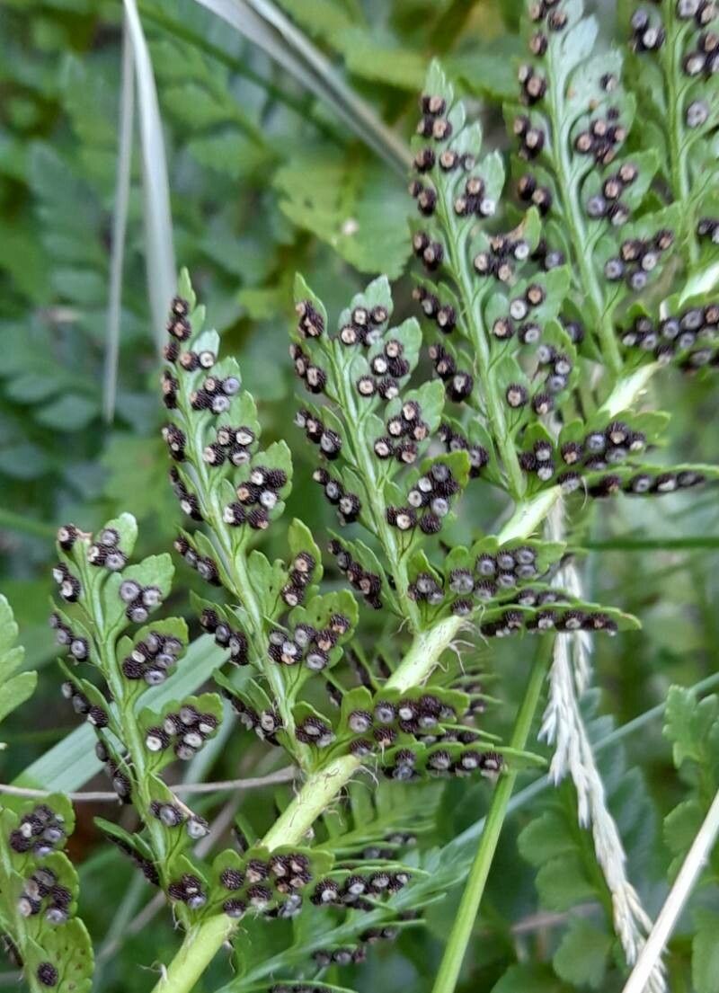Polystichum plicatum fruit