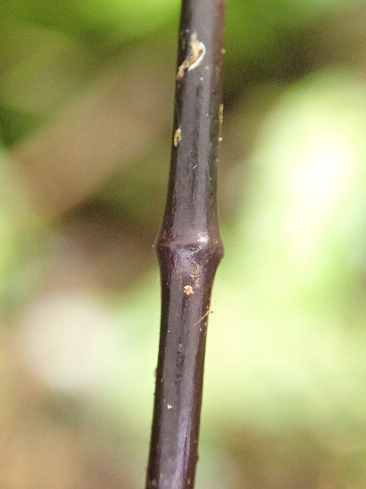 Oleandra annetii leaf