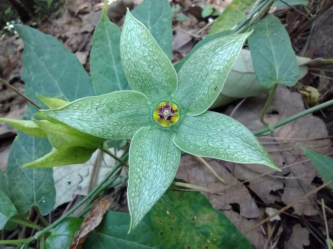 Gonolobus grandiflorus leaf