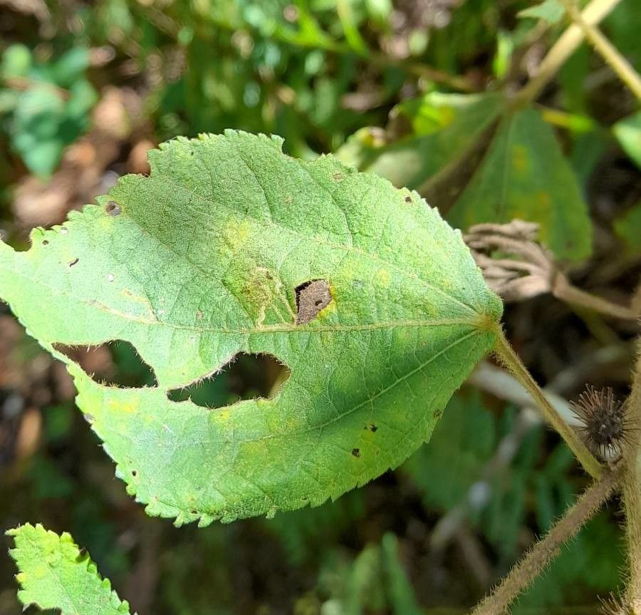 Triumfetta semitriloba — houseplant care guide