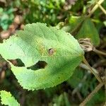 Triumfetta semitriloba