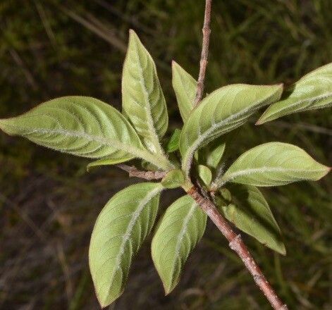 Paracarphalea pervilleana — related species from the same genus