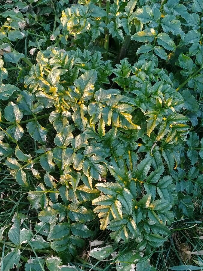 Angelica pachycarpa leaf
